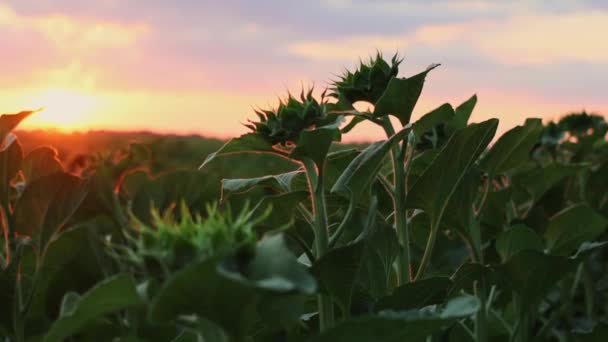 Sunset Field Sunflowers — Stock Video