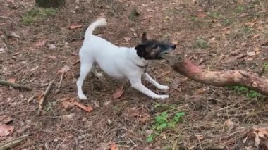 Küçük bir köpek büyük bir ağacı kemiriyor.