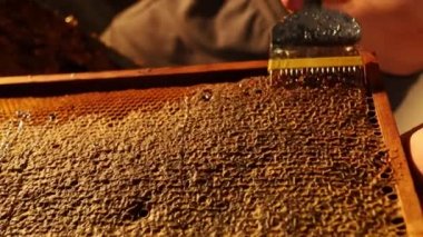 Bir arı yetiştiricisi arıları hasat eder.