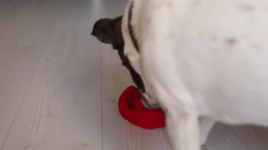 Beyaz bir köpek yeni yıl arifesinde şapkasını yiyor.