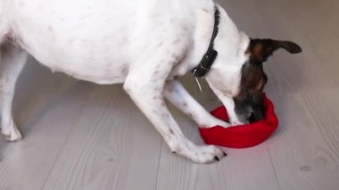 Bir köpek Noel şapkasından yemek yer.