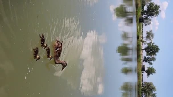 Πάπια Και Παπάκια Κολυμπούν Στη Λίμνη — Αρχείο Βίντεο