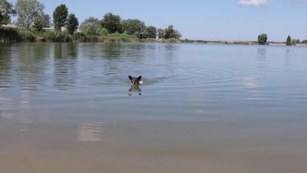Hund Simmar Vatten Med Pinne — Stockvideo