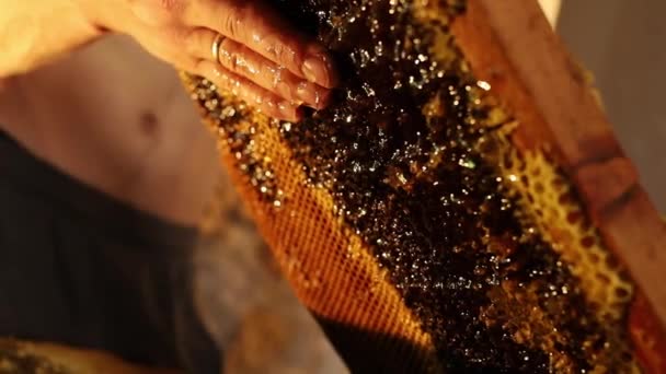Μέλι Στάζει Από Δάχτυλα Του Μελισσοκόμου — Αρχείο Βίντεο
