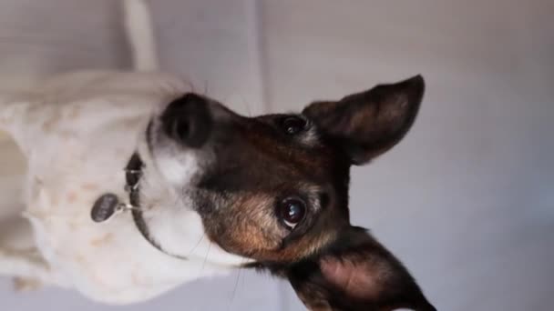 Σκύλος Έχει Ένα Καπέλο Πρωτοχρονιάς Μια Εορταστική Ατμόσφαιρα — Αρχείο Βίντεο