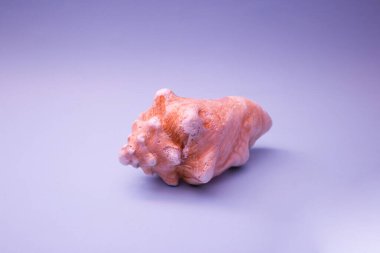 Mor bir zemin üzerinde pembe kabuk, zıt renkler