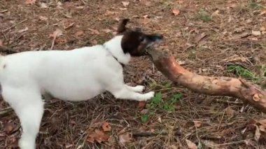 Küçük bir köpek büyük bir sopayı kemiriyor. 