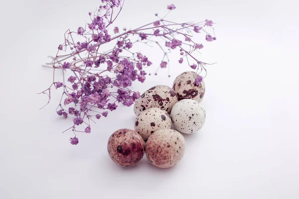 Brightly Coloured Quail Eggs Shade Purple — Stock Photo, Image
