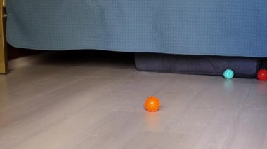 Köpek yatağın altından kaçar.