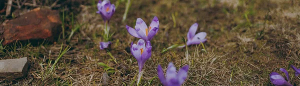 Purple Flowers Lawn Woods Banner — Stock Photo, Image