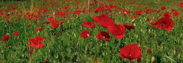 Banner Mit Einem Feld Roter Mohnblumen — Stockfoto