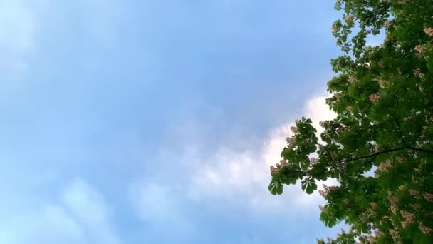 緑の木の枝 バナーの横に青い空 — ストック動画