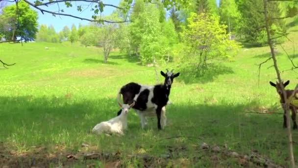 Des Chèvres Avec Des Chèvres Tiennent Dans Prairie Regardent Caméra — Video