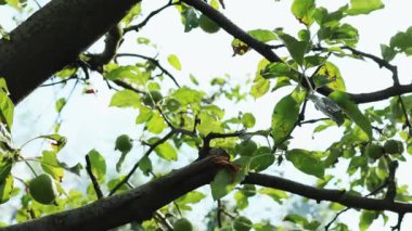 Green apples on a branch, seasonal video