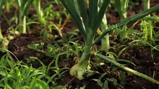 Onions Growing Out Ground Slow Motion — Stock Video