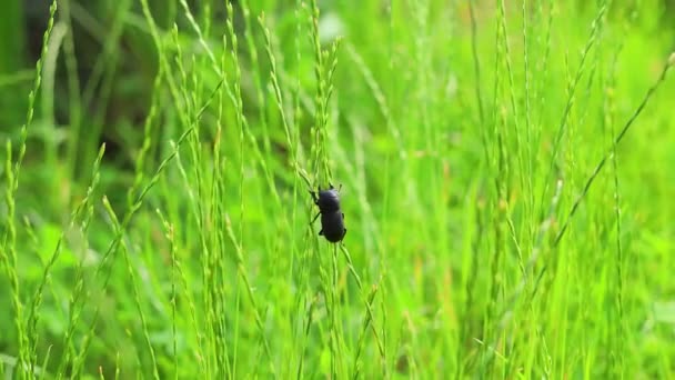 Black Beetle Climbs Grass — стоковое видео
