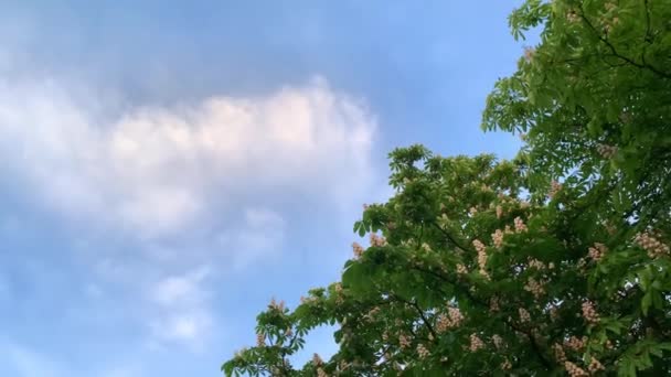 Μπλε Ουρανός Δίπλα Ένα Ανθισμένο Δέντρο — Αρχείο Βίντεο