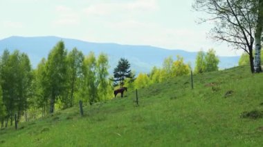 Dağ yamacında otlayan bir at