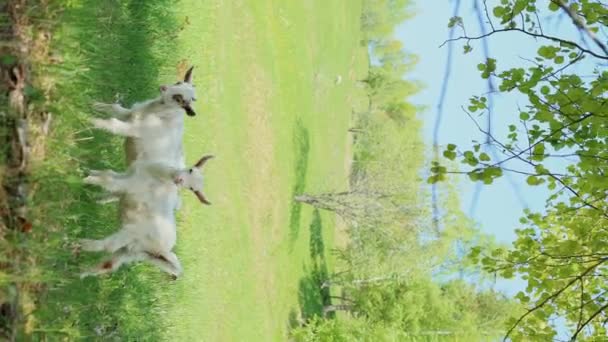 Białe Kozy Przeżuwające Trawę Patrzące Kamerę Zainteresowaniem — Wideo stockowe