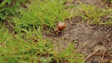Çimlerde sürünen küçük bir salyangoz, makro fotoğrafçılık.