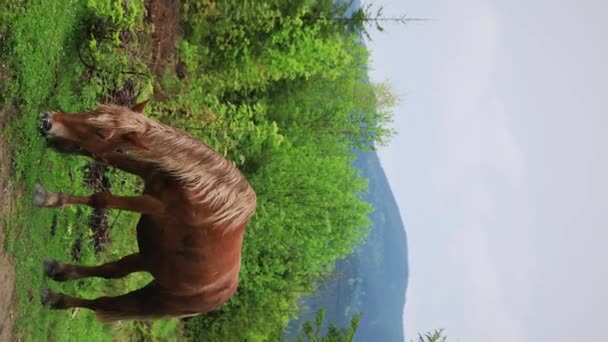 草を食べているブラウン馬 垂直ビデオ — ストック動画