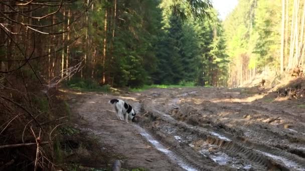 Pies Pije Wodę Kałuży Lesie — Wideo stockowe