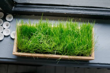 Yeşil çim ile ahşap kutu