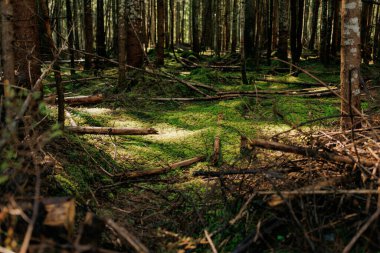 Yoğun bir orman çöktü.