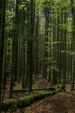 Bir köpek oturur ve sık bir ormana bakar.