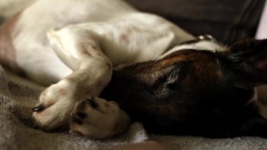 Kahverengi kafalı beyaz bir köpek burnunu pençeleriyle kapatarak uyur. 