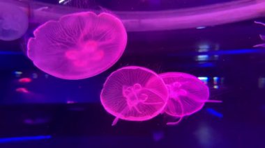 Büyük denizanaları farklı renklerle aydınlatılır. 
