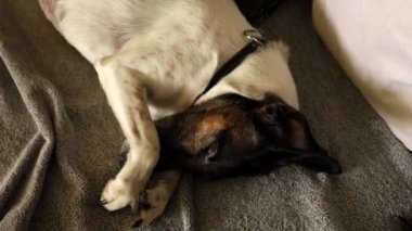 Kahverengi kafalı beyaz bir köpek burnunu pençeleriyle kapatarak uyur.