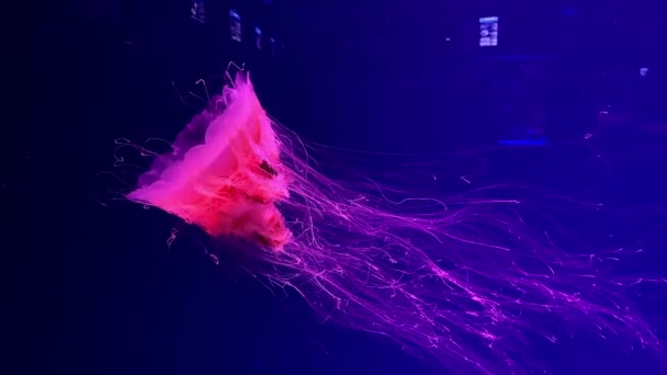 Une Grande Méduse Rose Nage Dans Aquarium Sea World — Video