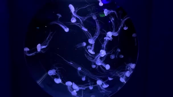 Grand Aquarium Rond Avec Petites Méduses — Video