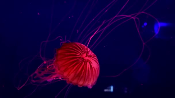 美しい丸いクラゲが水に浮かぶ — ストック動画