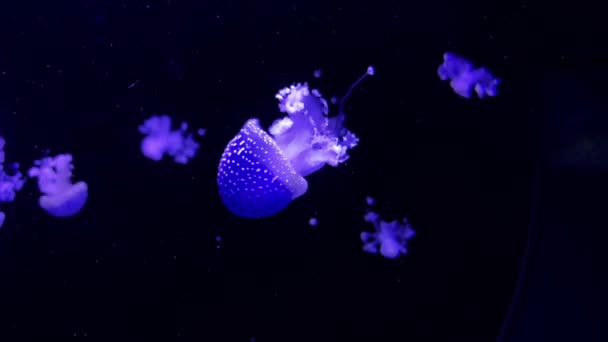 Macro Shot Jellyfish Movement — Stock Video