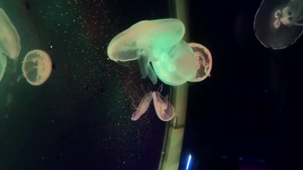 水族館の小さなクラゲ — ストック動画
