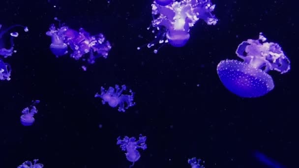 Des Méduses Forme Intéressante Flottent Dans Eau — Video