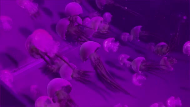 Meduza Grzybowa Kolorze Różowym — Wideo stockowe