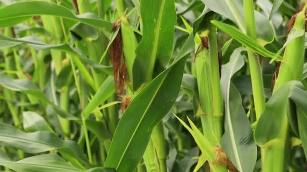 Corn Stalks Swaying Wind — Stock Video