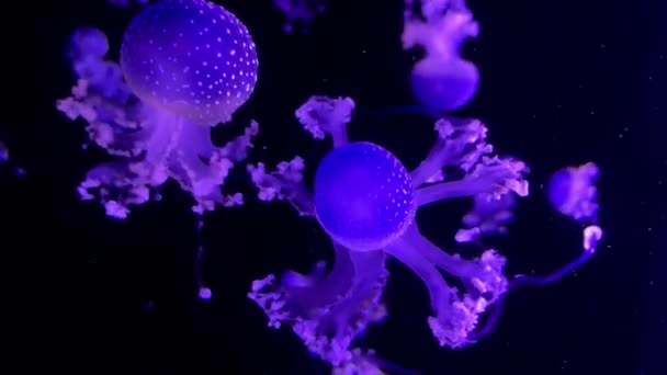 水に浮かぶラウンド美しいクラゲ — ストック動画
