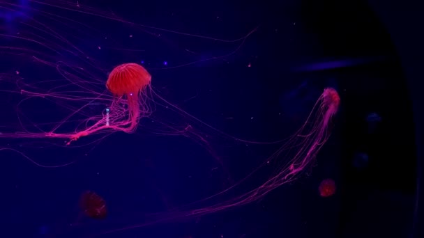 ゆっくりピンクのクラゲが水に浮かぶ — ストック動画