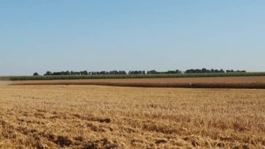 Üzerinde kuşlar yürüyen renkli bir buğday tarlası.