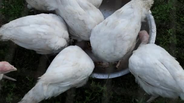 Λευκές Γαλοπούλες Τρώνε Ζωοτροφές — Αρχείο Βίντεο