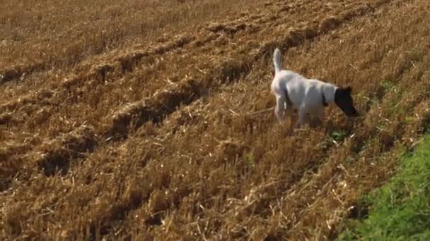 Beyaz Bir Köpek Biçilmiş Tarladan Atlıyor — Stok video