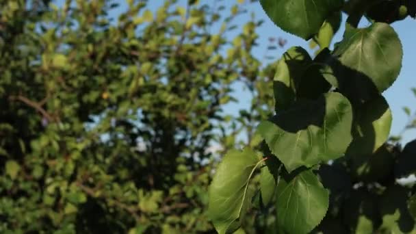 緑のプラムは日光で葉を残します — ストック動画