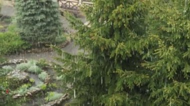 Ağaçlara vuran yağmur - yavaş çekim