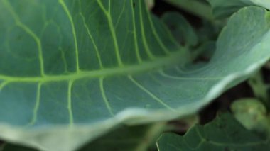 Lahana yaprakları, makro fotoğrafçılık.