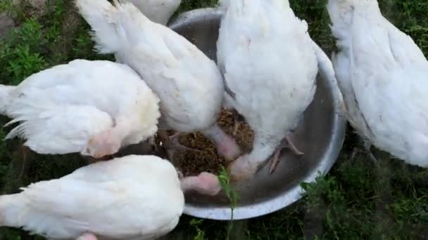 Turkeys Eat Feed Bowl — Stock Video