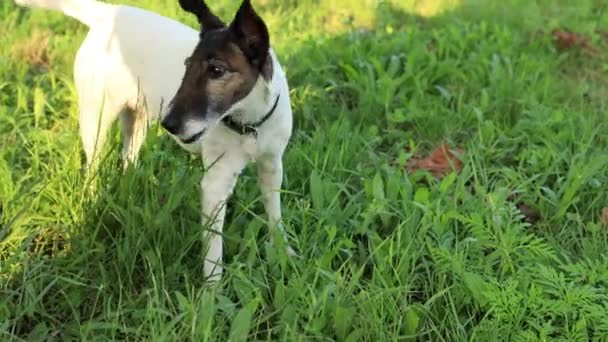 White Dog Chews Grass Looks Away — Stock Video